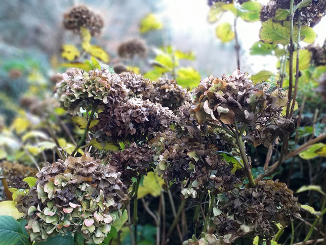 Reeve Schumacher, dessin préparatoire pour Talisman, 2025